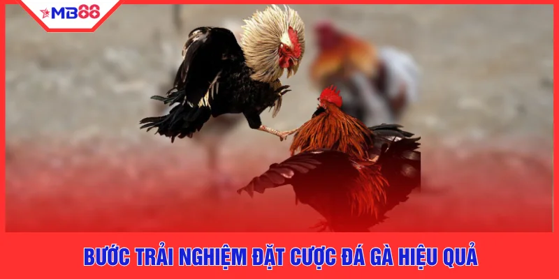 Đá Gà Philippines Mới - Top 5 Lý Do MB88 Dẫn Đầu Thị Trường - EVION.WIN