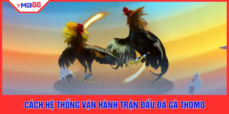 Luật Đá Gà Thomo Chuẩn Nhất 2026 Cho Người Mới Tại MB88 - EVION.WIN