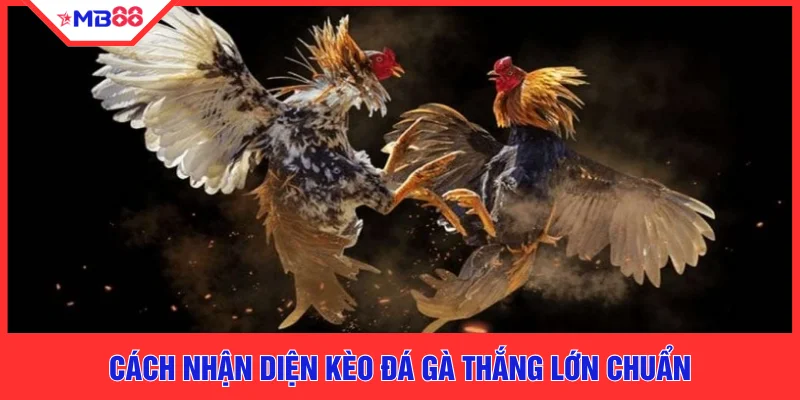 Kèo Đá Gà Thắng Lớn Cùng MB88 Với 5 Bí Quyết Vàng Hay - EVION.WIN