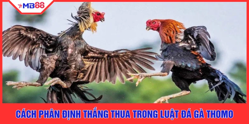 Luật Đá Gà Thomo Chuẩn Nhất 2026 Cho Người Mới Tại MB88 - EVION.WIN