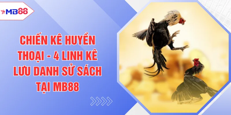 Đá Gà MB88 - Sảnh Cược Dành Cho Người Đam Mê Bộ Môn - EVION.WIN
