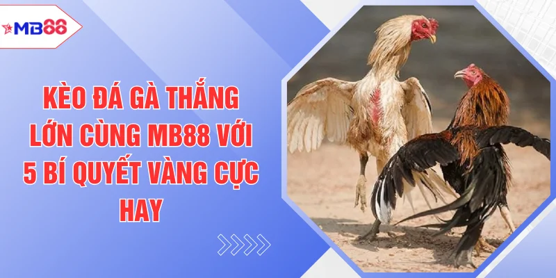 Đá Gà MB88 - Sảnh Cược Dành Cho Người Đam Mê Bộ Môn - EVION.WIN