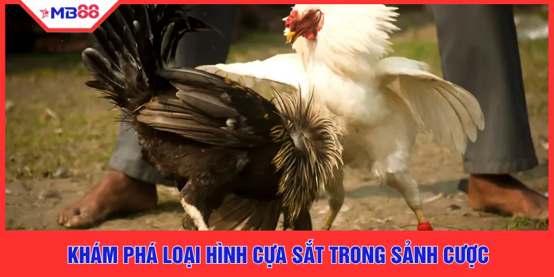 Đá Gà MB88 - Sảnh Cược Dành Cho Người Đam Mê Bộ Môn - EVION.WIN