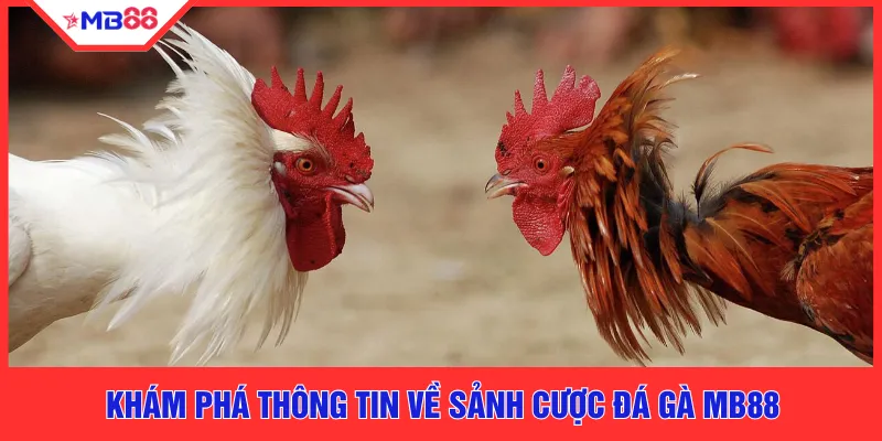 Đá Gà MB88 - Sảnh Cược Dành Cho Người Đam Mê Bộ Môn - EVION.WIN