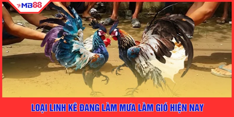 Chiến Kê Huyền Thoại - 4 Linh Kê Lưu Danh Sử Sách Tại MB88 - EVION.WIN