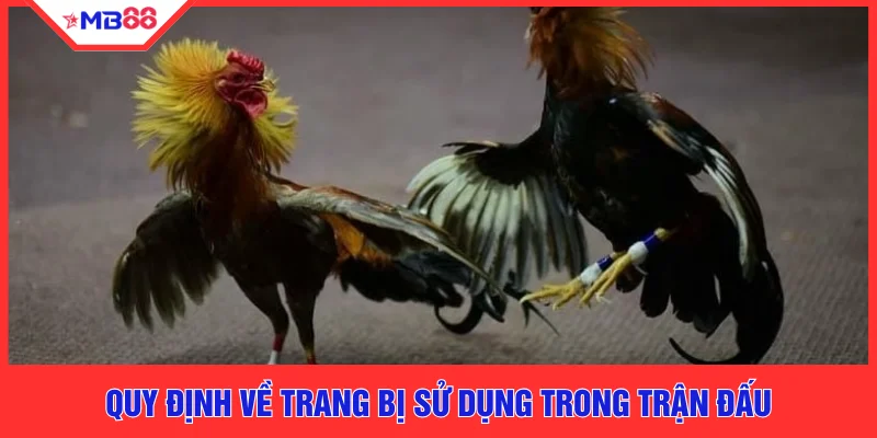 Luật Đá Gà Thomo Chuẩn Nhất 2026 Cho Người Mới Tại MB88 - EVION.WIN