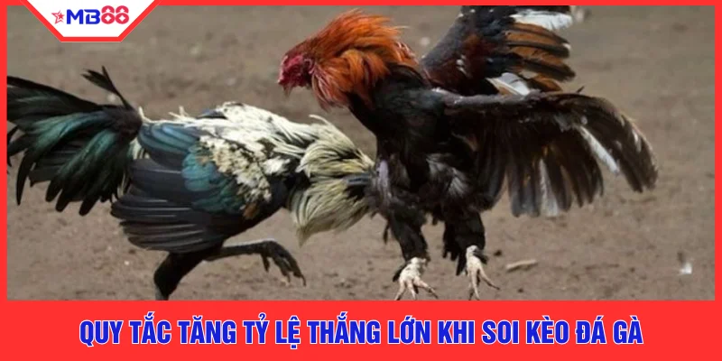 Kèo Đá Gà Thắng Lớn Cùng MB88 Với 5 Bí Quyết Vàng Hay - EVION.WIN