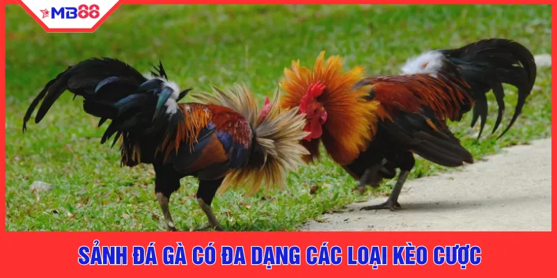 Đá Gà MB88 - Sảnh Cược Dành Cho Người Đam Mê Bộ Môn - EVION.WIN