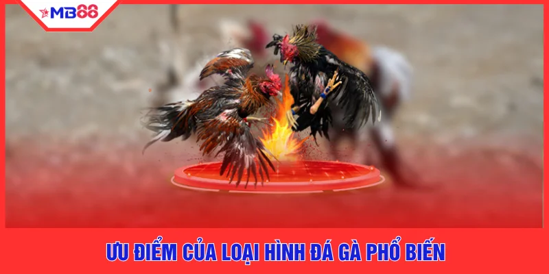Đá Gà Philippines Mới - Top 5 Lý Do MB88 Dẫn Đầu Thị Trường - EVION.WIN